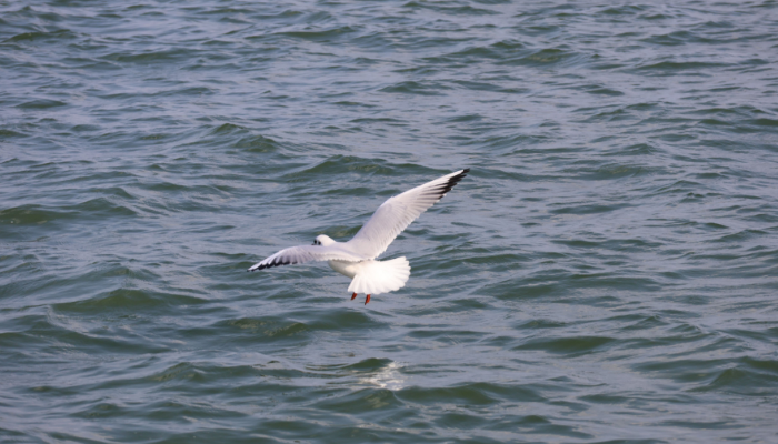 Ørsted launches tender for Baltica birds and bats monitoring TGS 4C ...